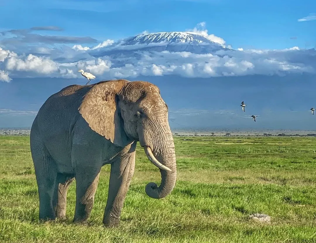 Amboseli National Park photo 1