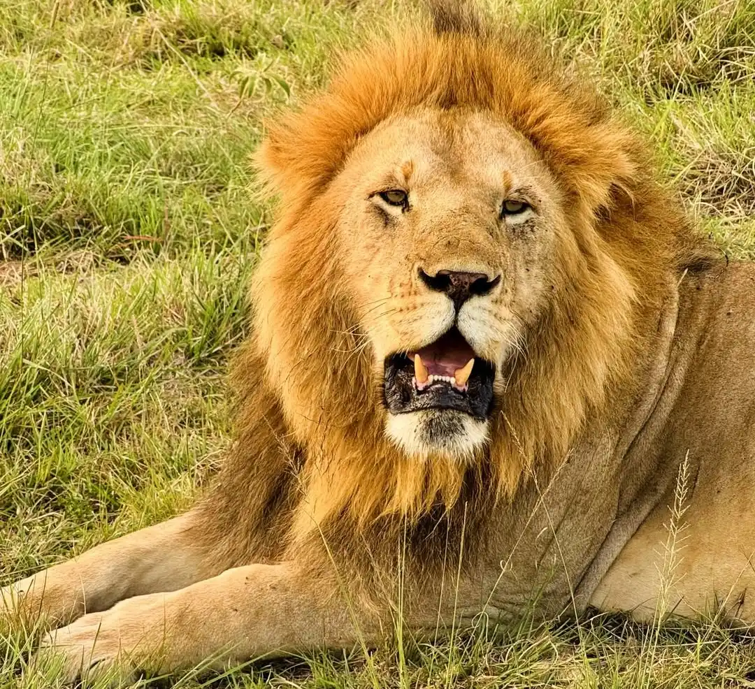 5-Day Rift Valley & Masai Mara Safari