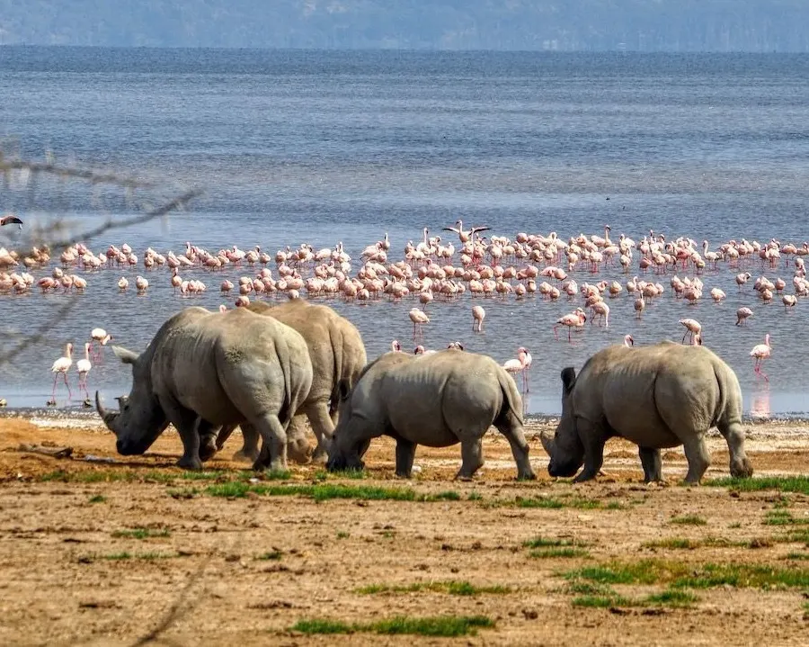Lake Nakuru National Park photo 1
