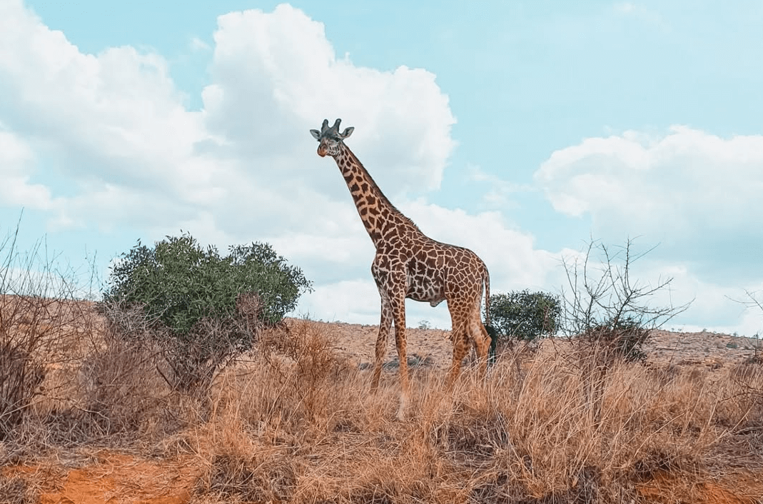 Tsavo West National Park photo 1