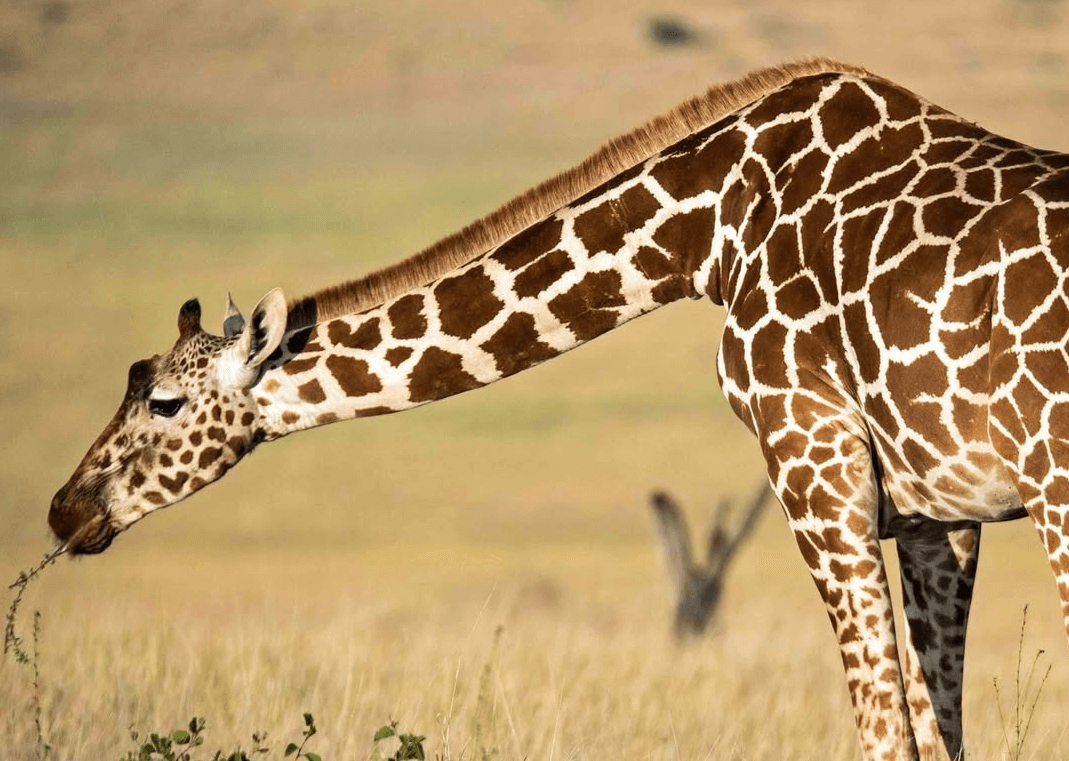 Samburu National Reserve photo 1