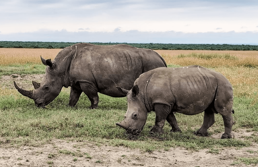 Ol Pejeta Conservancy photo 1