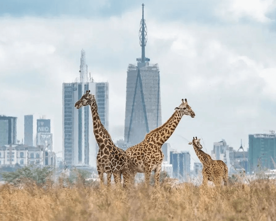 Nairobi National Park photo 1