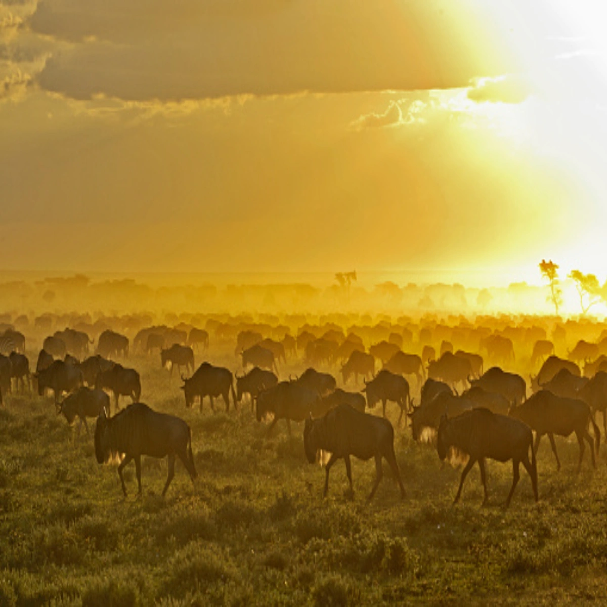 8-Day Great Migration Photography Safari in September