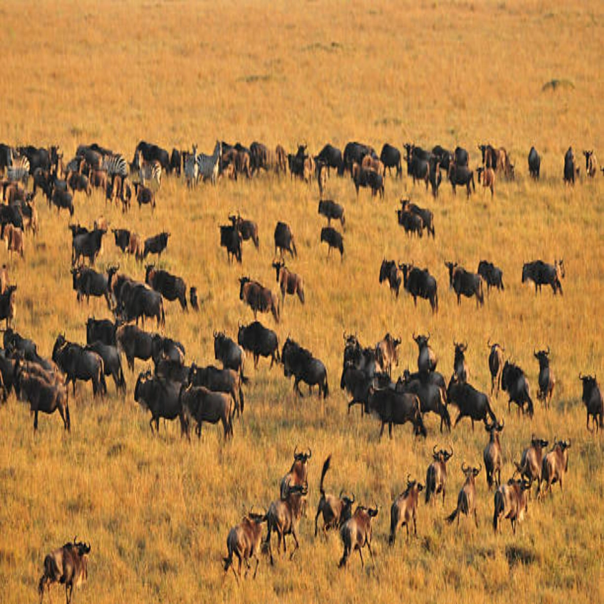 6-Day October End of Migration Safari in the Masai Mara