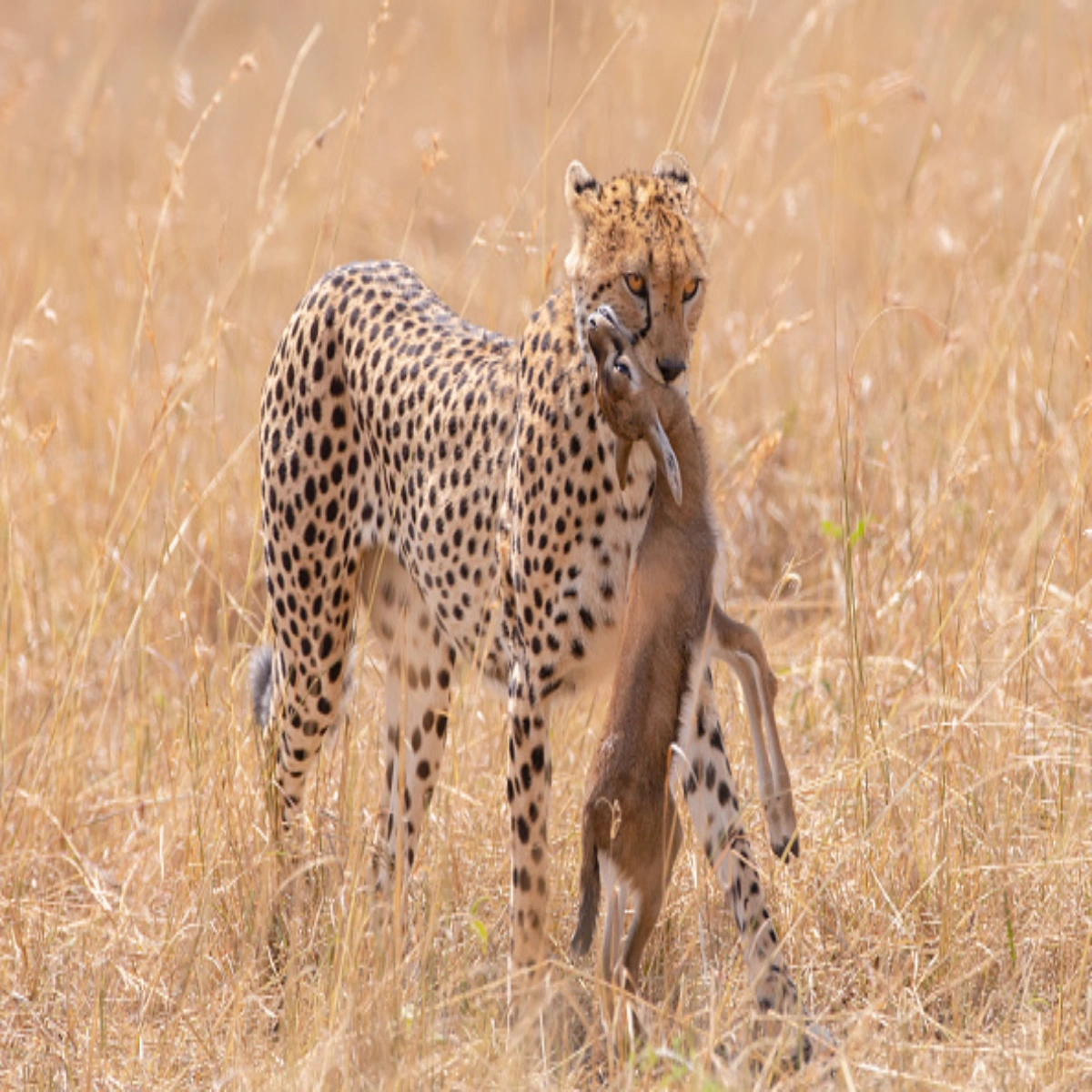 9-Day Kenya Safari Honeymoon and Diani Beach in January
