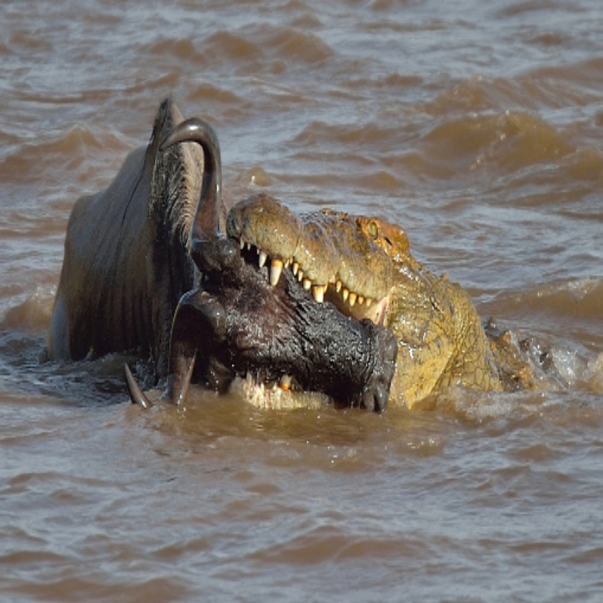 8-Day July Kenya Family Safari for Australian School Holidays