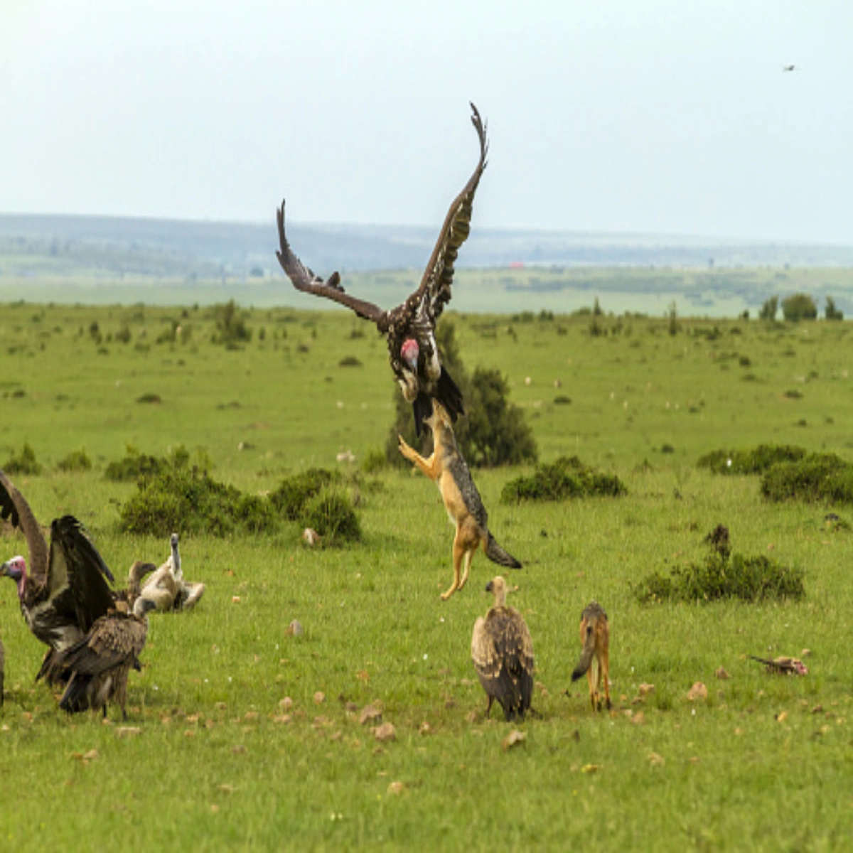 7-Day January Accessible Kenya Safari for Seniors
