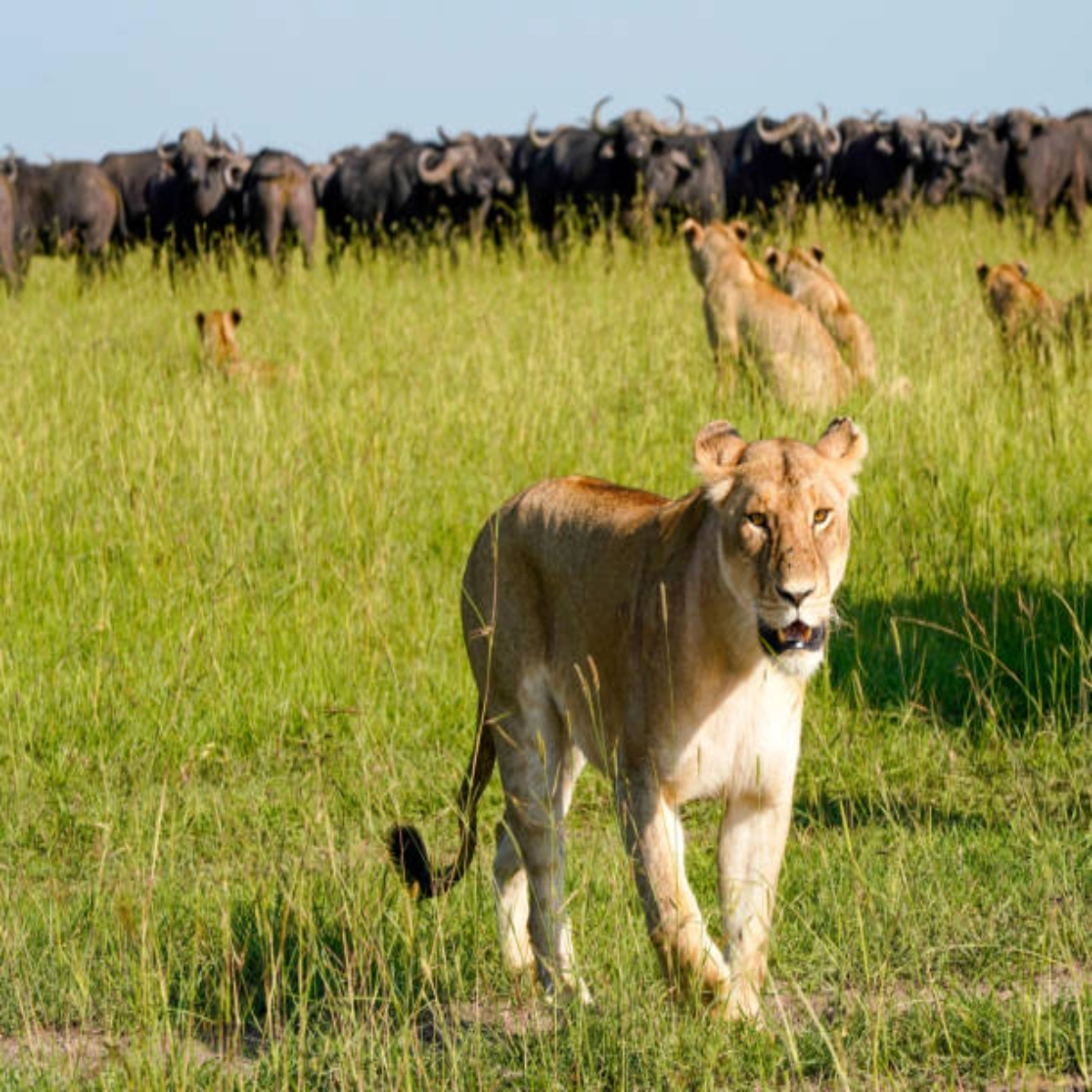 10-Day Kenya Christmas Safari and New Year in Diani