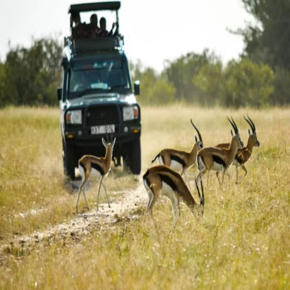 How Safe Is Kenya For Your Dream African Safari Trips