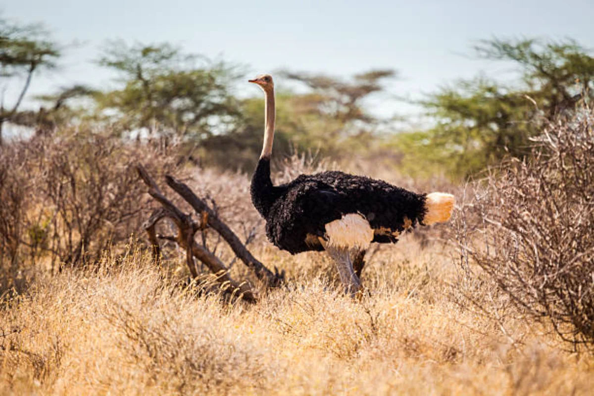 Somali Ostrich Tracking Hacks & The Samburu Special Five
